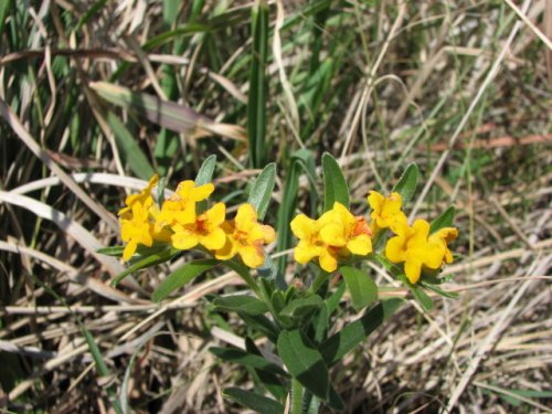 Hoary Puccoon (Lithospermum canescens)