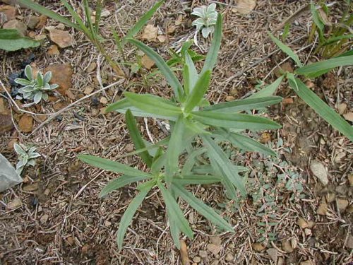 Fringed Puccoon (Lithospermum incisum)