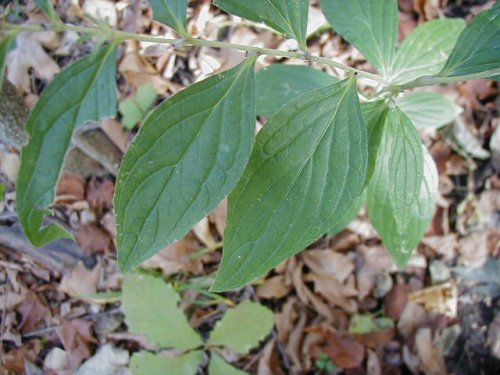 American Stoneseed (Lithospermum latifolium)