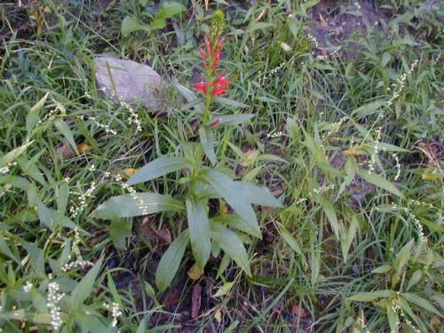 Cardinal Flower (Lobelia cardinalis)