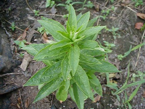 Great Blue Lobelia (Lobelia siphilitica)