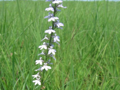 Pale Spike Lobelia (Lobelia spicata)