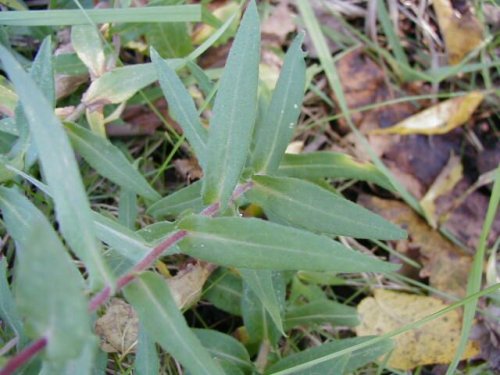 New England Aster (Aster novae-angliae)