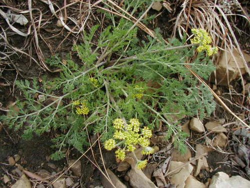 Desert Biscuitroot (Lomatium foeniculaceum)