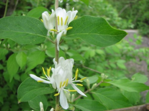 Amur Honeysuckle (Lonicera maackii)