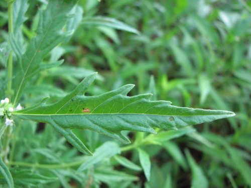 American Bugleweed (Lycopus americanus)