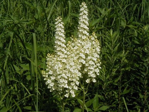 Virginia Bunchflower (Melanthium virginicum)