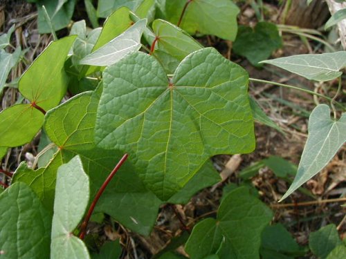 Moonseed (Menispermum canadense)