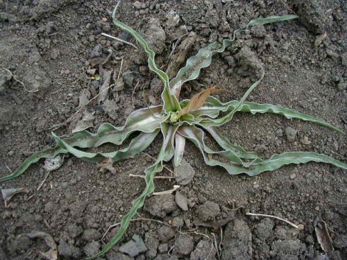 False Dandelion (Microseris cuspidata)