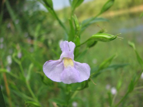 Alleghany Monkeyflower (Mimulus ringens)