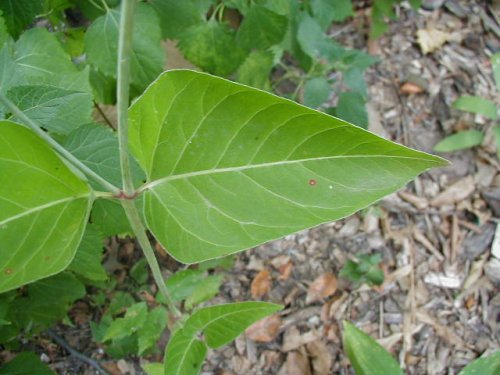 Wild Four-O'clock (Mirabilis nyctaginea)