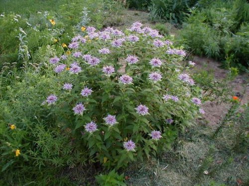 Mint-leaf Beebalm (Monarda fistulosa)