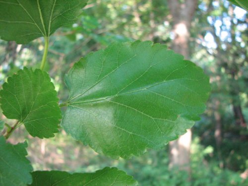 White Mulberry (Morus alba)