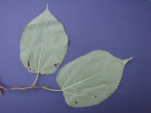 Red Mulberry (Morus rubra)