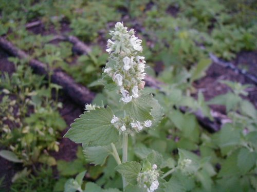 Catnip (Nepeta cataria)