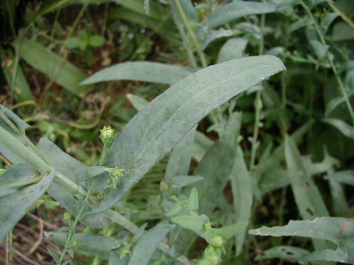 Smooth blue aster (Aster laevis)