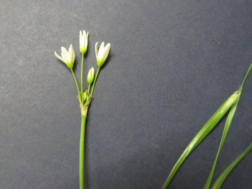 False Garlic (Nothoscordum bivalve)