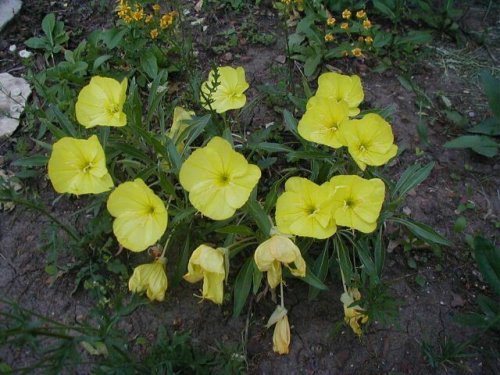 Missouri evening primrose (Oenothera macrocarpa)