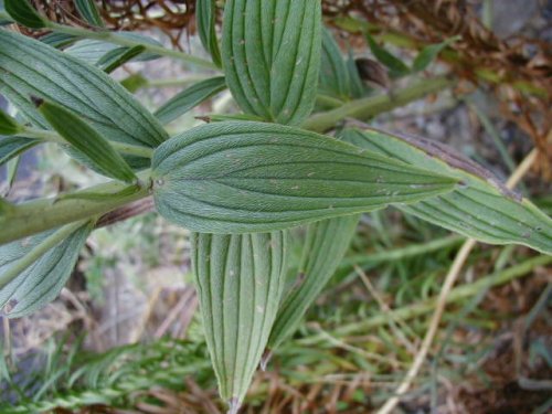 Western Marbleseed (Onosmodium molle)