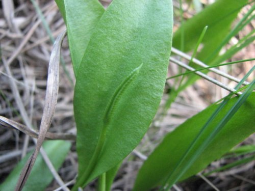 Adders Tongue Fern (Ophioglossum engelmannii)