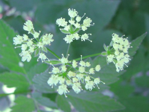 Anise Root (Osmorhiza longistylis)