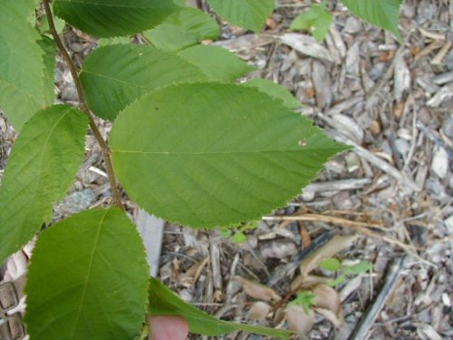 Hop Hornbeam (Ostrya virginiana)