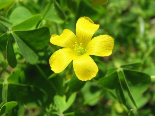 Gray-green Wood Sorrel (Oxalis dillenii)