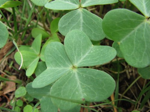 Violet Wood Sorrel (Oxalis violacea)