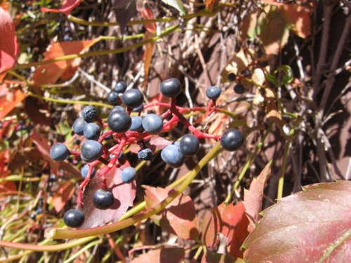 Virginia Creeper (Parthenocissus quinquefolia)