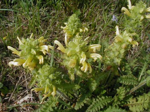 Common Lousewort (Pedicularis canadensis)