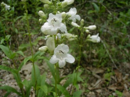 Foxglove Beardtongue (Penstemon digitalis)