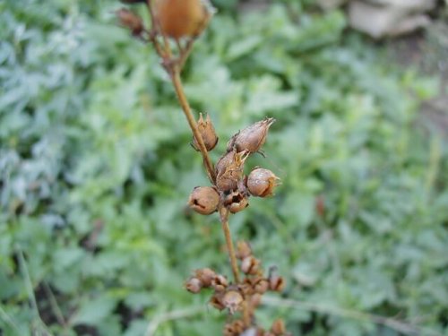 Tube Beardtongue (Penstemon tubiflorus)