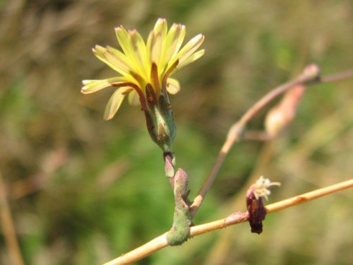 Prickly Lettuce (Lactuca serriola)