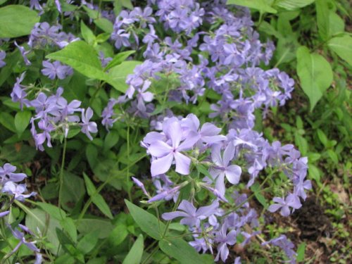 Blue Phlox (Phlox divaricata)