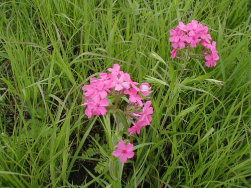 Prairie Phlox (Phlox pilosa)