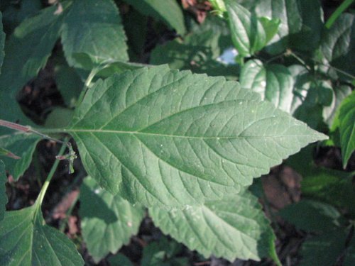 American Lopseed (Phryma leptostachya)