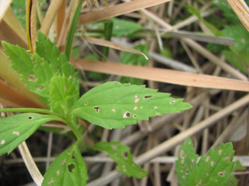 Lanceleaf Fogfruit (Phyla lanceolata)