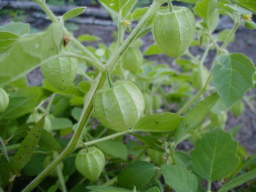 Downy Ground Cherry (Physalis pubescens)