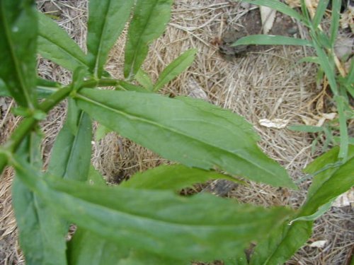 Obedient Plant (Physostegia virginiana)