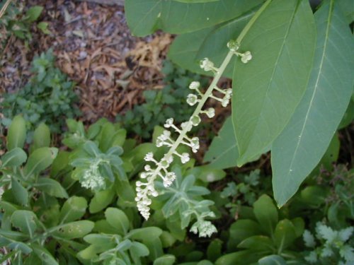 Pokeberry (Phytolacca americana)