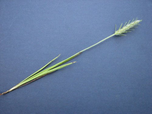 Largebracted Plantain (Plantago aristata)