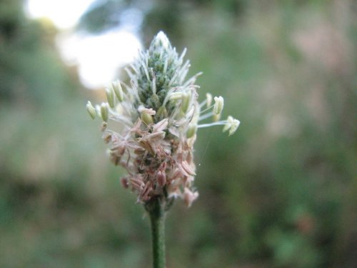 English Plantain (Plantago lanceolata)