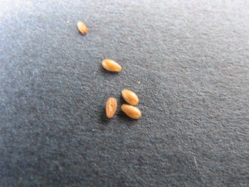 Plain-seeded Plantain (Plantago virginica)