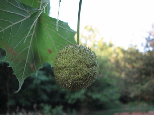 Common Sycamore (Platanus occidentalis)