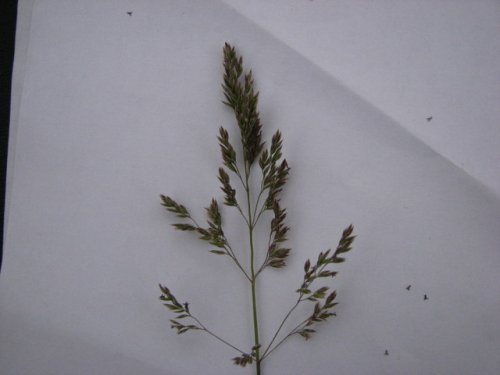 Kentucky Bluegrass (Poa pratensis)