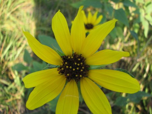 Annual Sunflower (Helianthus annuus)