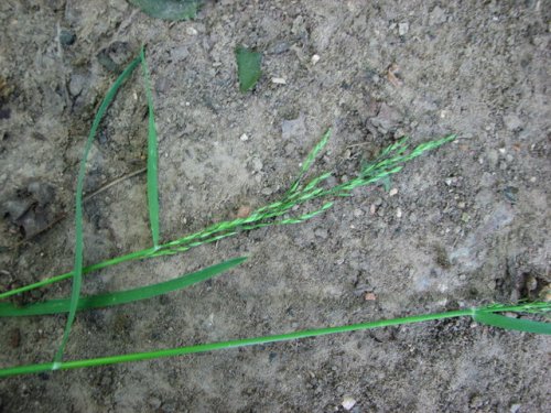 Woodland Bluegrass (Poa sylvestris)