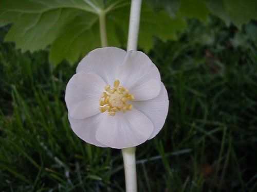 May Apple (Podophyllum peltatum)