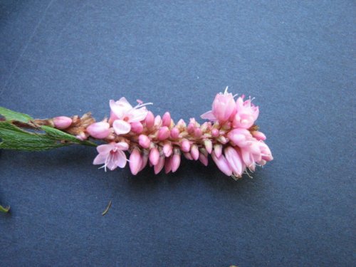 Swamp Smartweed (Persicaria amphibia)