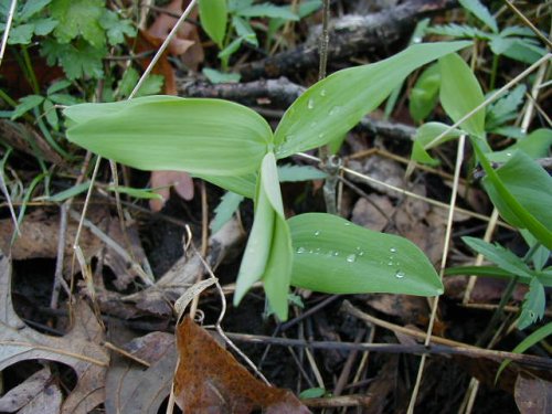 Solomon's Seal (Polygonatum biflorum)